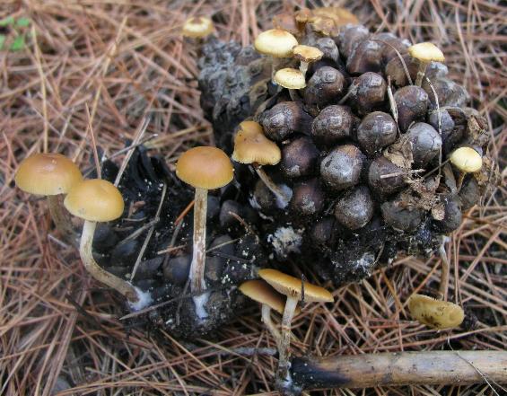 Galerina marginata???